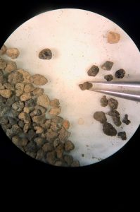 Micro-Debris from Gadachrili Gora under a microscope